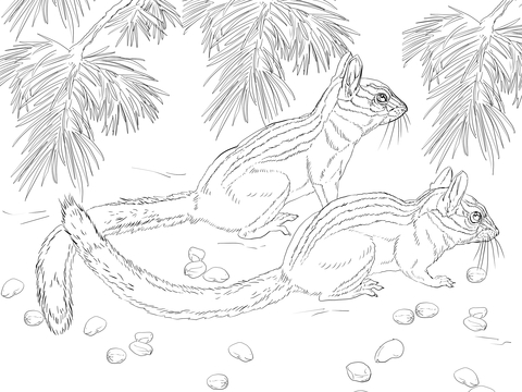 Long Eared Chipmunk Coloring Page